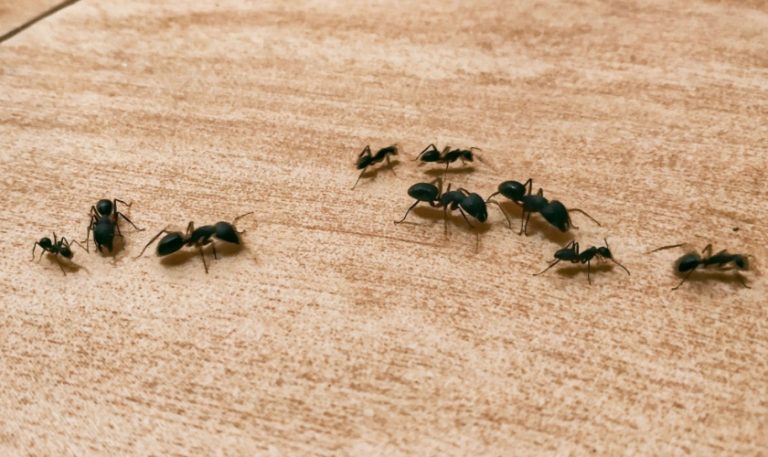 Professional Ant Control in Garner, NC: What to Expect