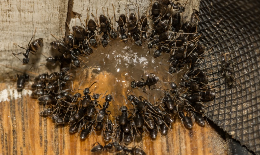 Top Tips for Keeping Ants Out of Your Raleigh, NC, Home