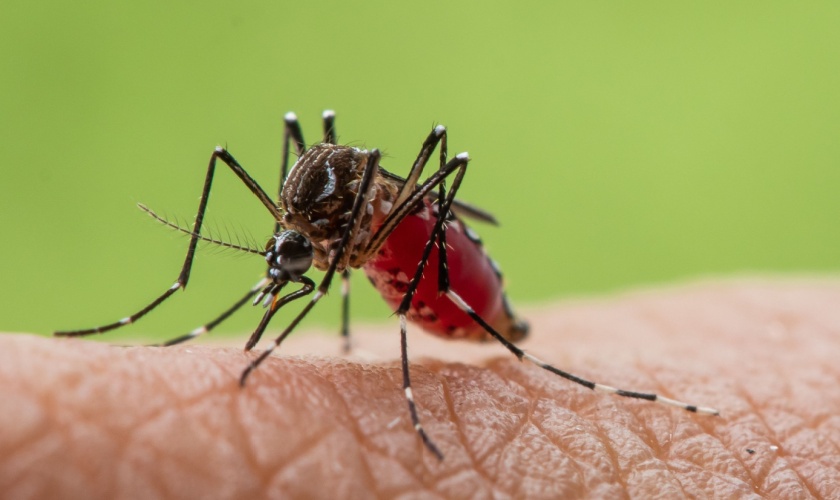 Best Mosquito Exterminators in Garner, NC