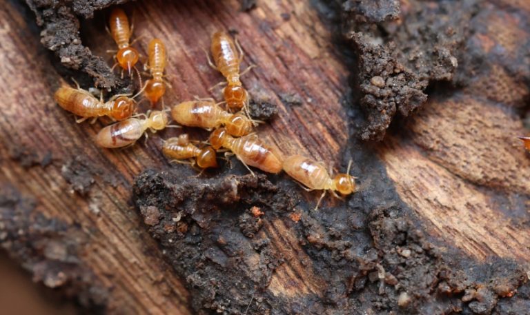 Annual Termite Inspections in Raleigh: How They Help You Avoid Costly Repairs