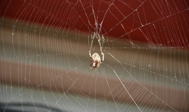 Professional Spider Control in Raleigh: What to Expect During Treatment
