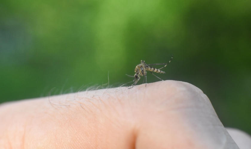 Do DIY Mosquito Sprays Really Work in North Carolina's Humidity?